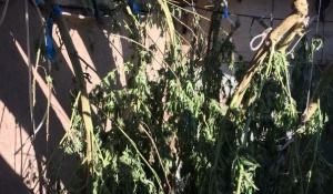 Полицейские изъяли у жителя Ленинского района более 12 кг конопли