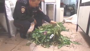 В Ленинском районе сотрудники полиции на приусадебном участке селянки изъяли более 600 кустов наркосодержащих растений