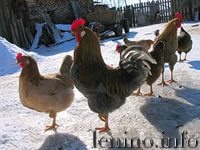 13 ноября - Спиридон и Никодим