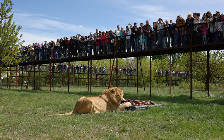 В Крыму львов выпустили на свободу РИА Крым: http://crimea.ria.ru/multimedia/20160423/1104573991_1104573532.html