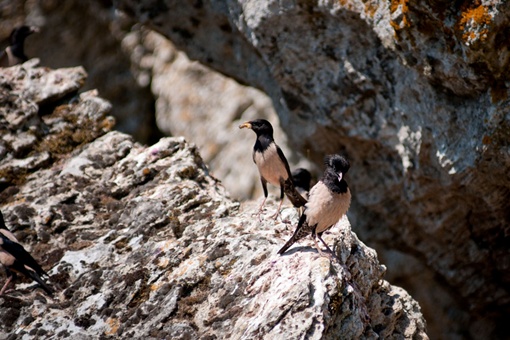 "Гламурные" скворцы