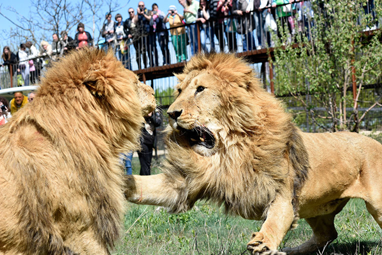 В Крыму львов выпустили на свободу РИА Крым: http://crimea.ria.ru/multimedia/20160423/1104573991_1104573532.html