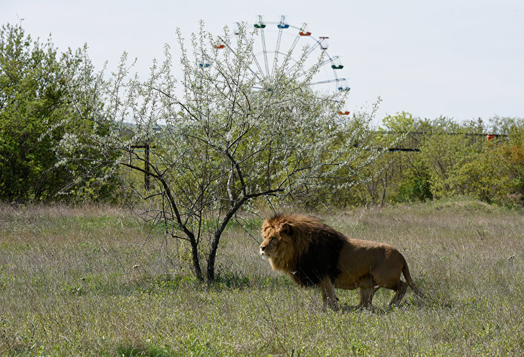 В Крыму львов выпустили на свободу РИА Крым: http://crimea.ria.ru/multimedia/20160423/1104573991_1104573532.html