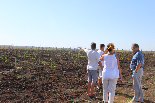 В Ленинском районе посажены новые виноградники на площади 6,03 га в Уваровском сельском поселении