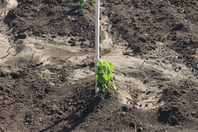 В Ленинском районе посажены новые виноградники на площади 6,03 га в Уваровском сельском поселении