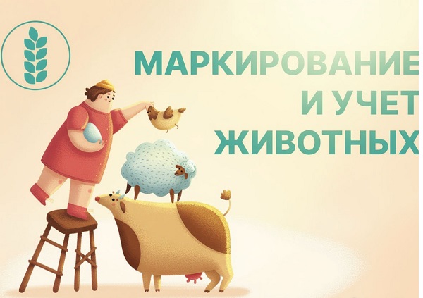 Памятка владельцам мелкого рогатого скота: маркировка и учёт