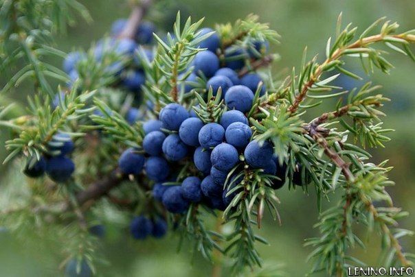 Хотят запретить в Крыму продажу изделий из можжевельника