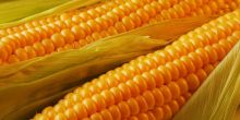 Украина наращивает экспорт кукурузы