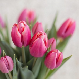 Весеннее великолепие в Ялте: парад тюльпанов «Романтика Крымской Весны» открывает сезон красоты