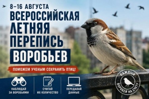 В России проведут летнюю перепись воробьев