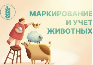 Памятка владельцам мелкого рогатого скота: маркировка и учёт