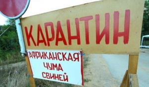 В Крыму объявлен карантин из-за африканской чумы свиней