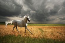 Гороскоп на 2014 год от звездного астролога