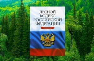 ​​Старокрымское лесничество напоминает гражданам о необходимости соблюдения норм лесного законодательства